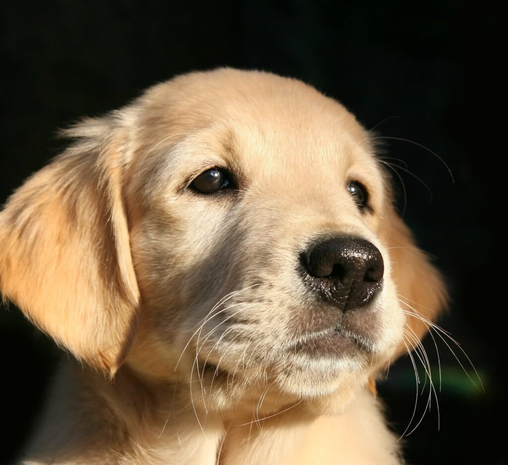 about golden retriever puppies