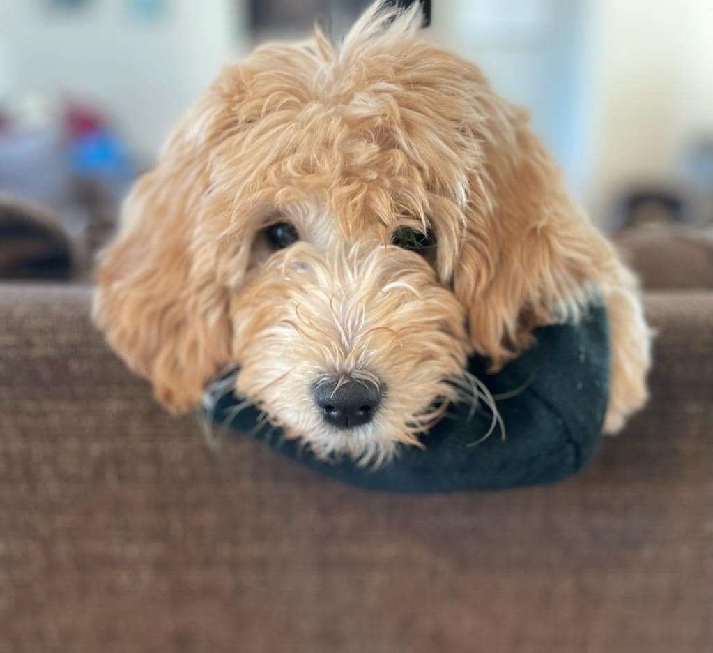 golden doodle on the couch