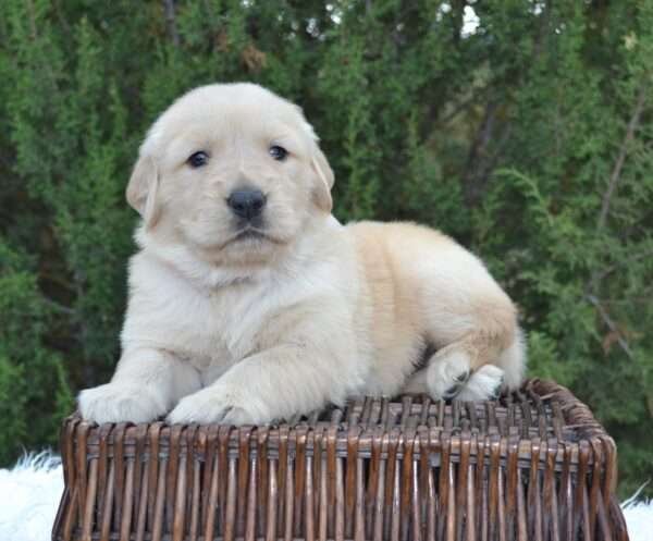 golden retriever puppy in colorado