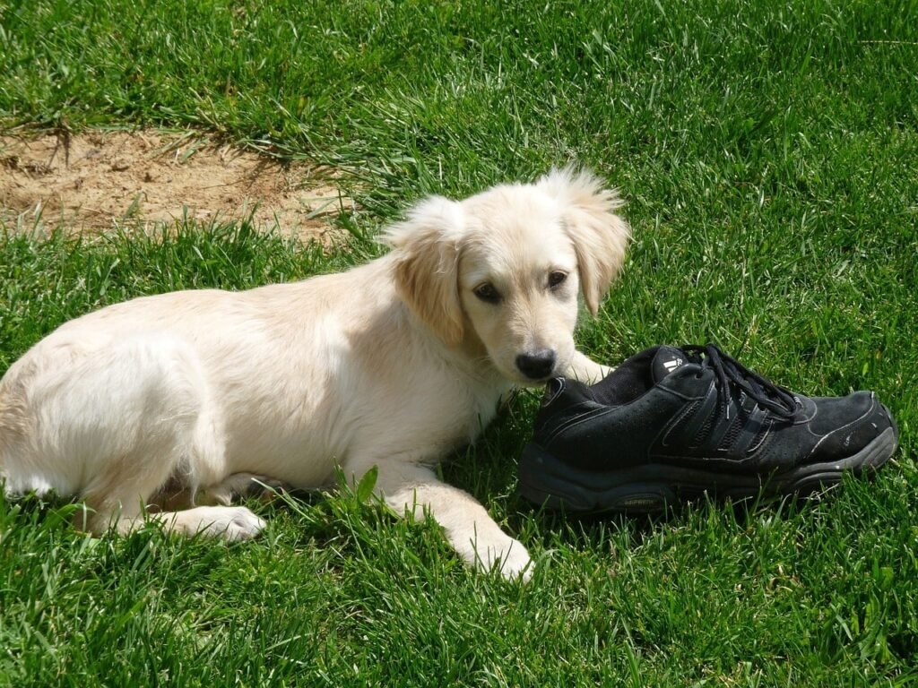 shoe puppy for heath guarantee page