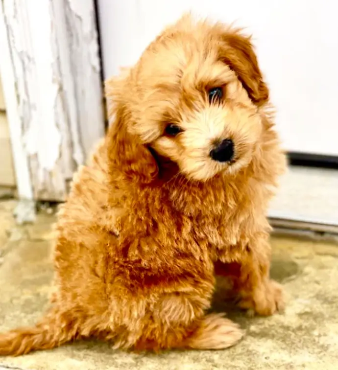 available goldendoodle puppy image