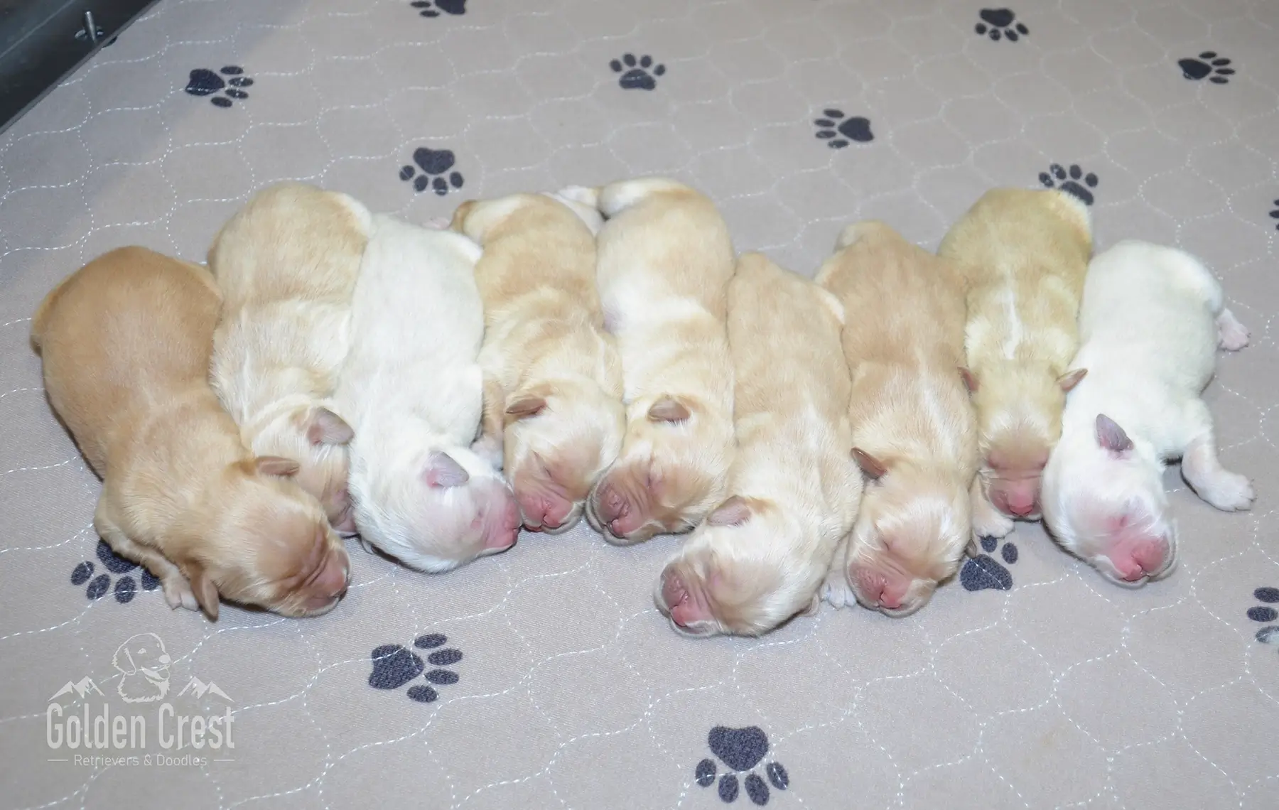 more golden retriever puppies for sale in colorado