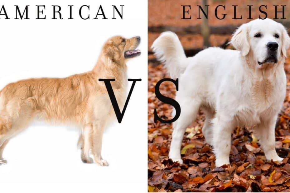 ENGLISH VS AMERICAN