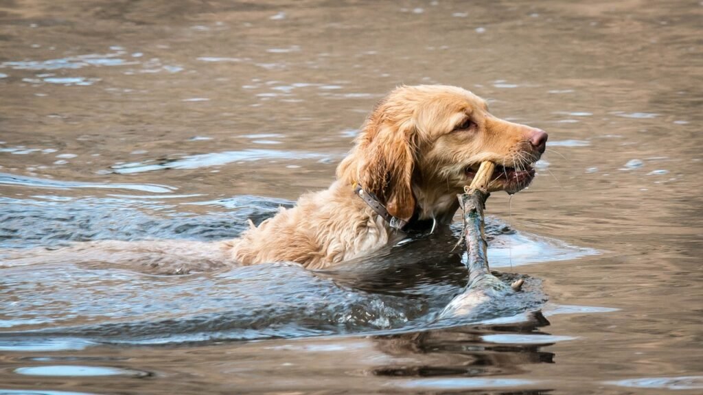 intelligent looking golden retriever playing in water