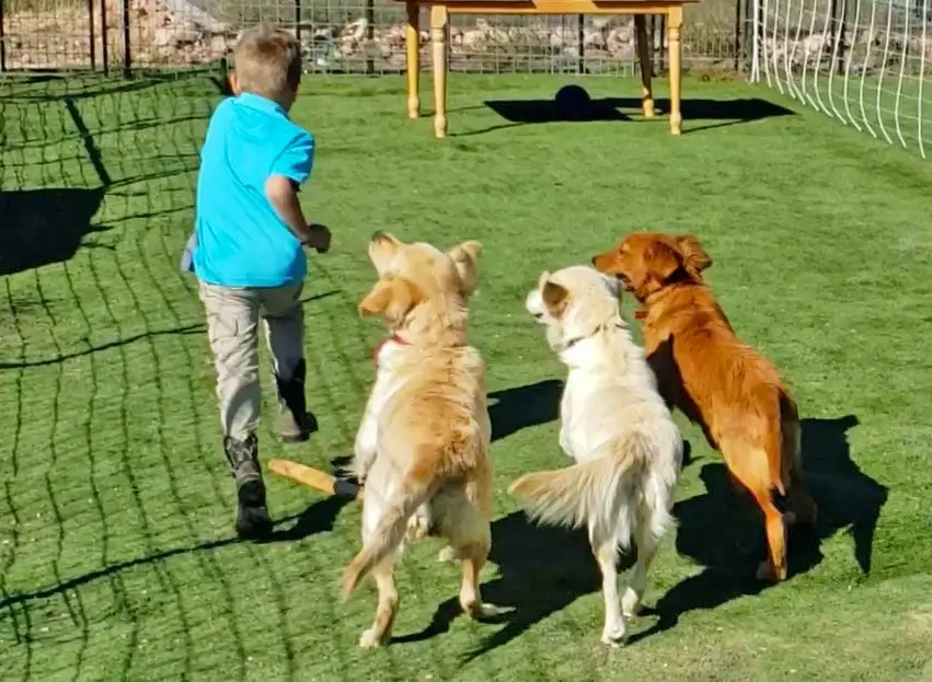 boy playing with golden retrievers