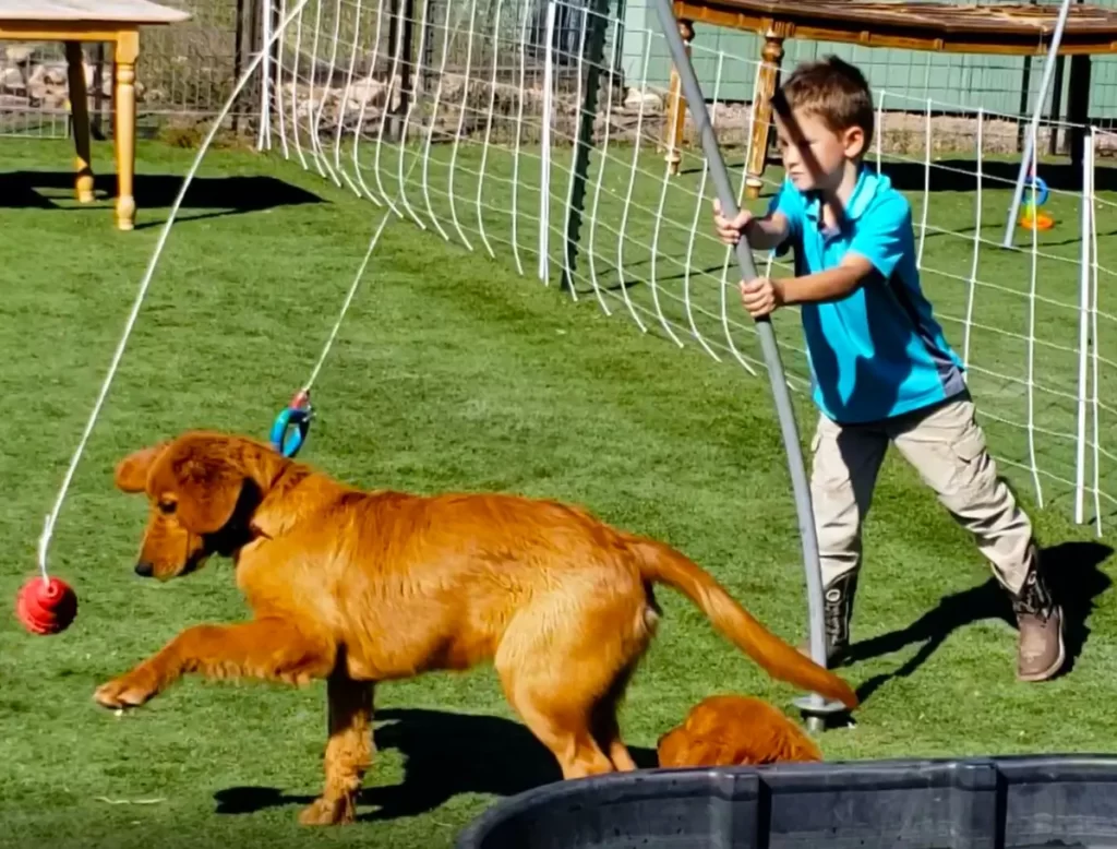 boy playing with golden retriever toy