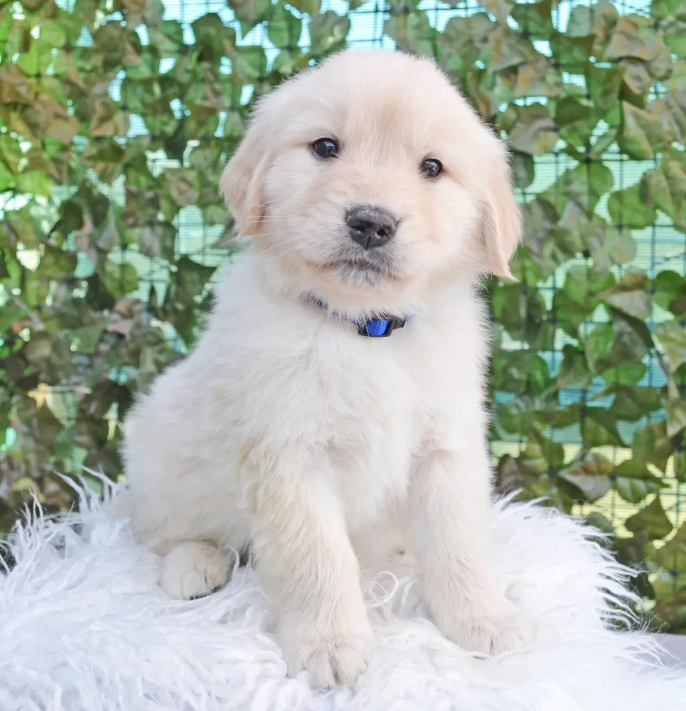 Golden Retriever Puppy Deposit: Reserve Your Own Cute Puppy Today