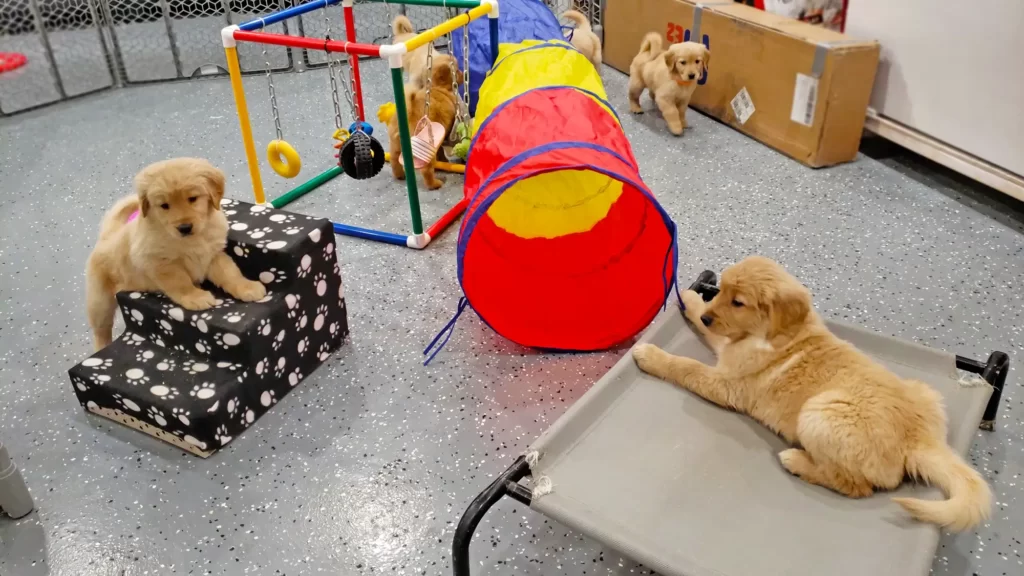 Golden Retriever Puppies in Colorado 