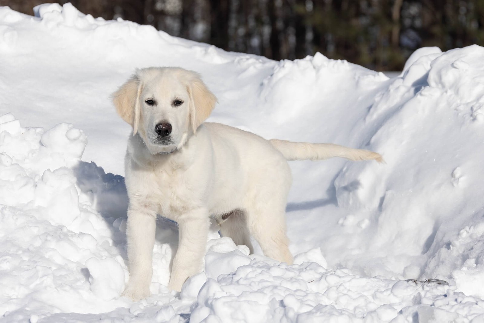 10 Reasons to Love Golden Retriever Puppies