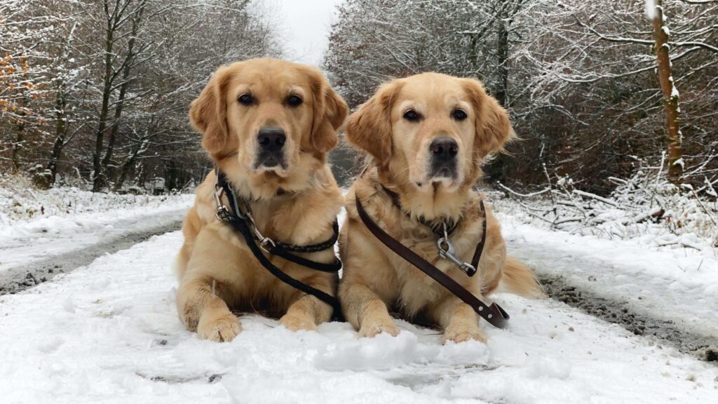 golden retrieves in the snow