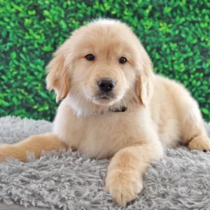 golden retriever puppy for sale in Colorado