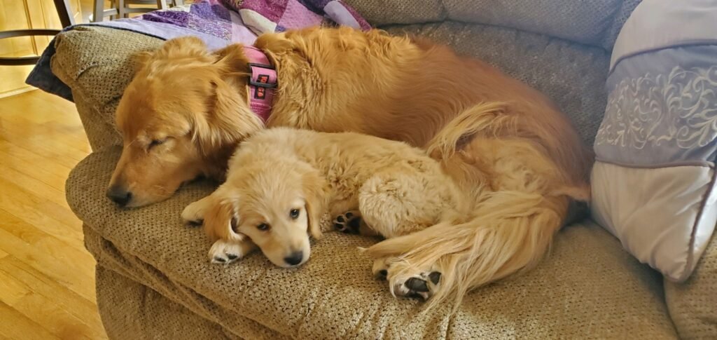 golden retriever puppy and adult golden retriever laying together