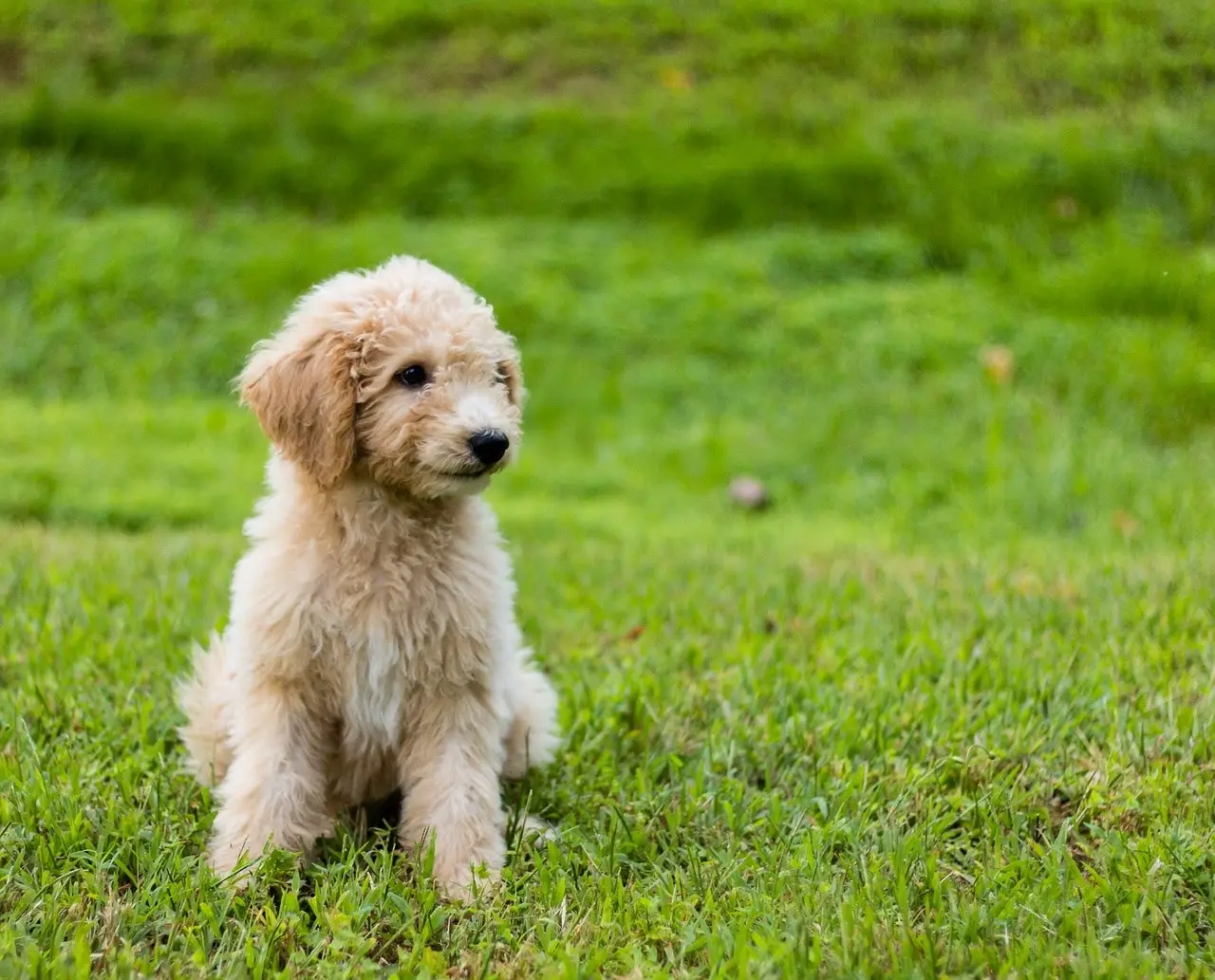 about Goldendoodle puppies