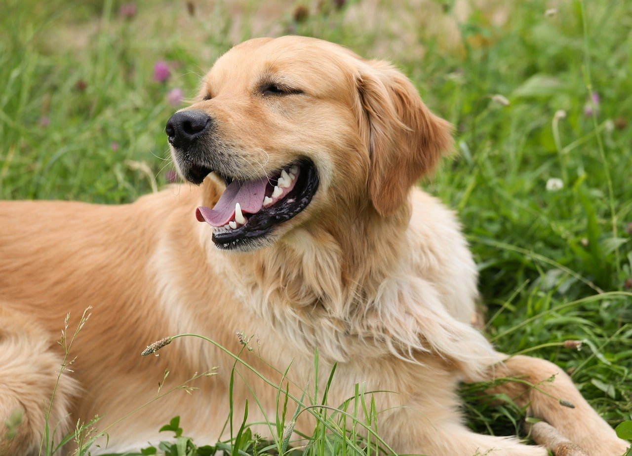 All About Golden Retriever Puppies Photo 