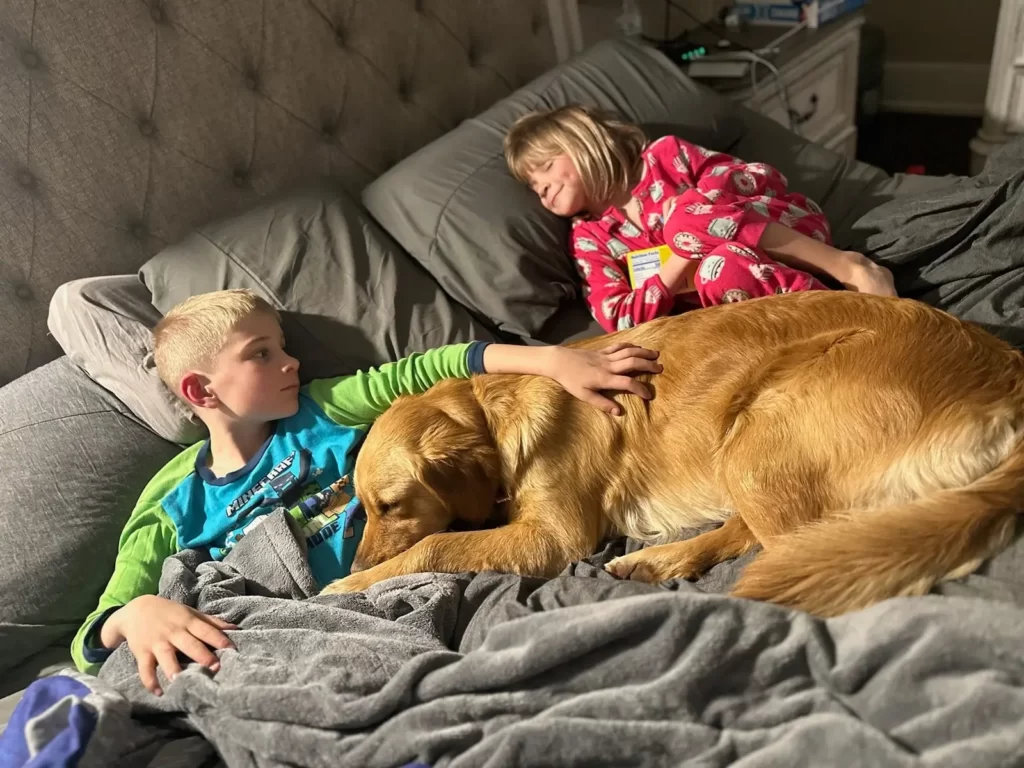 golden retrievers laying in bed with children