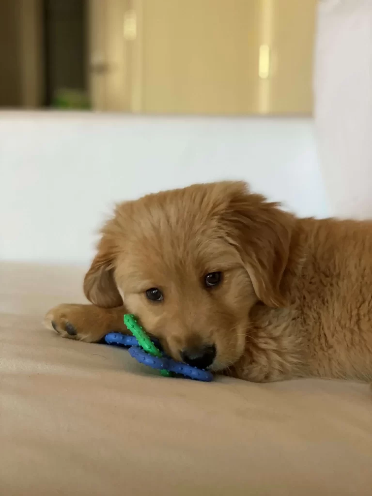 golden retriever puppy with toy