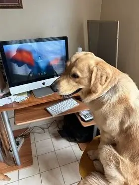 golden retriever at the computer looking intelligent