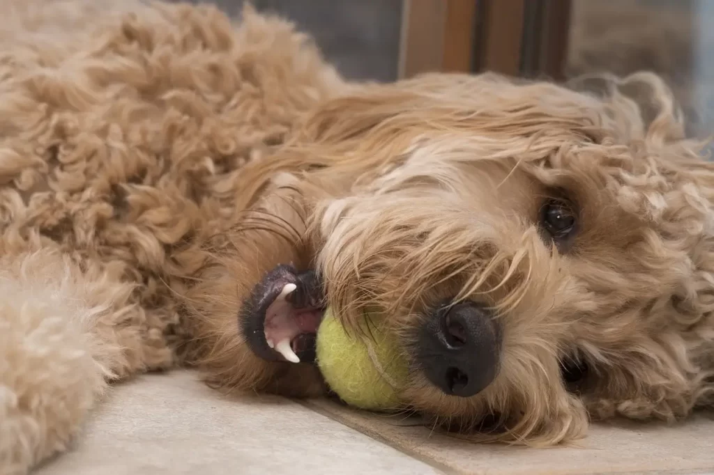 goldendoodle playing with a ball