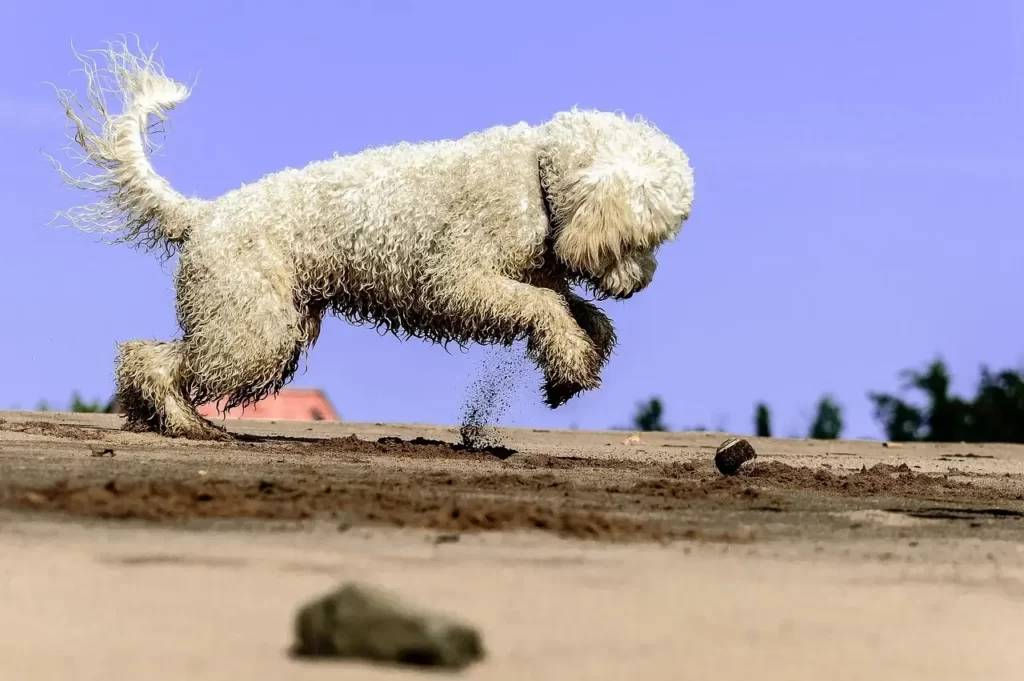 goldendoodle playing in sand