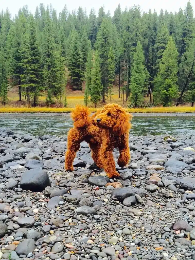 goldendoodle playing by water
