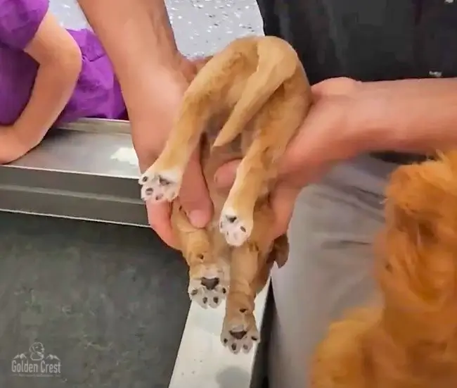 goldendoodle puppy held upside down
