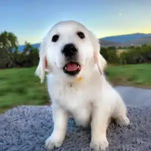 cream colored golden retriever puppy