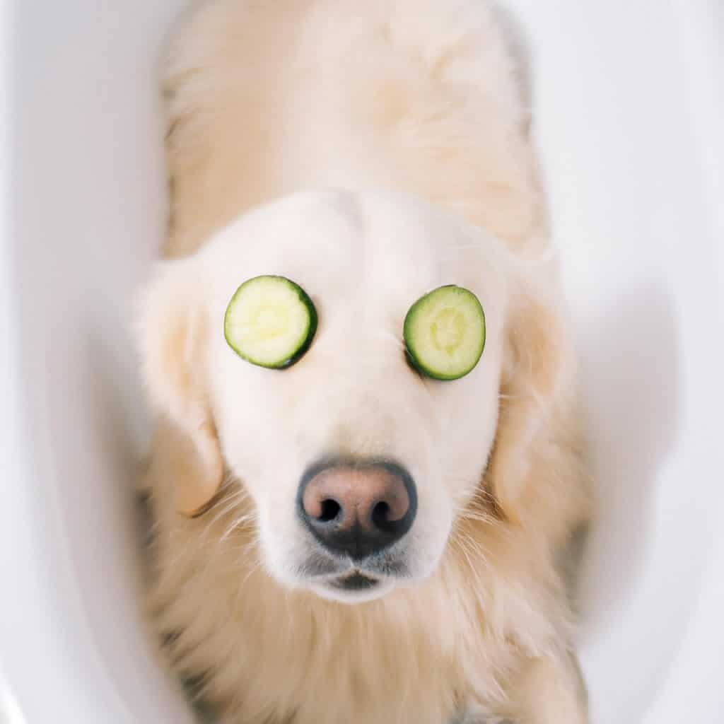 golden retriever in a bath tub cucumbers on eyes