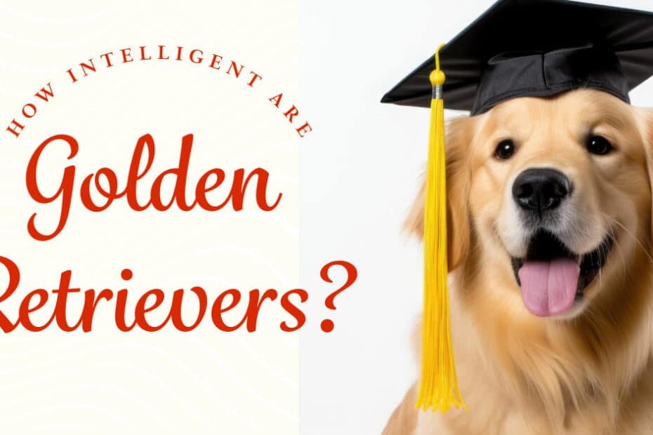 how intelligent are Golden Retrievers