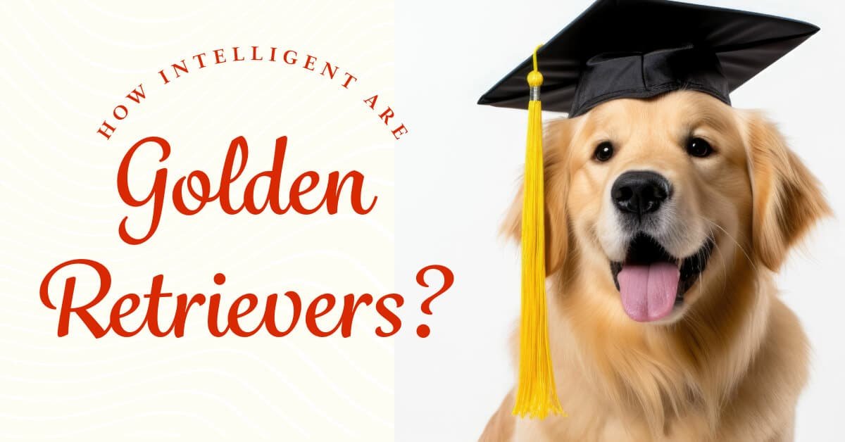 how intelligent are Golden Retrievers