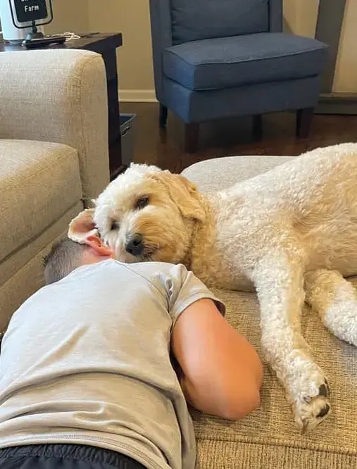 cream goldendoodle laying on man