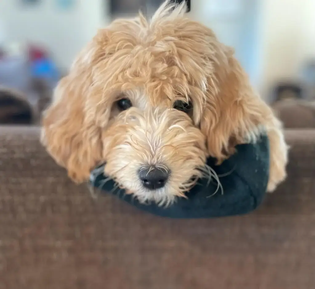 goldendoodle on couch