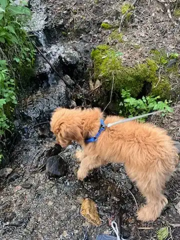 golden doodle puppy on a trail