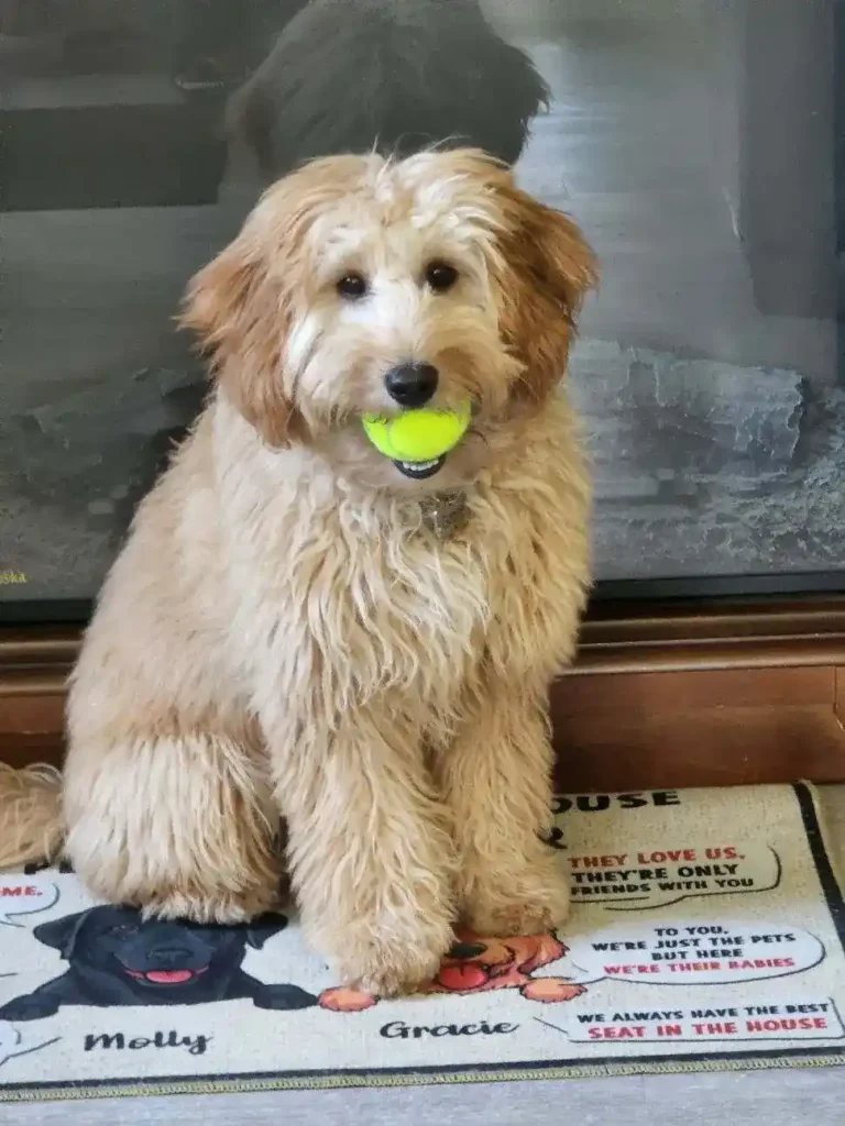 goldendoodle holding ball in mouth