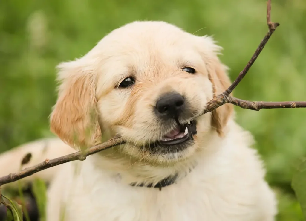 puppy chewing on a stick