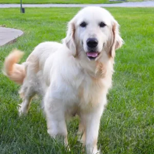 english cream golden retriever