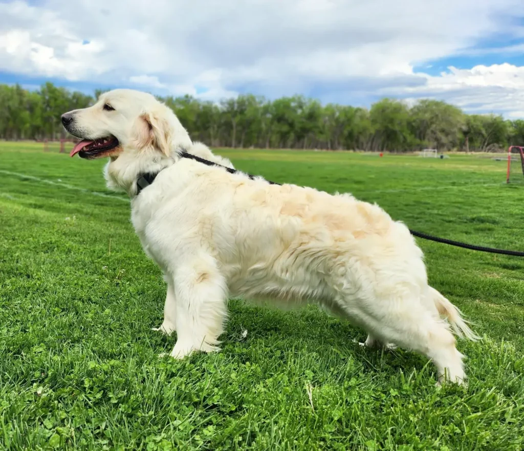 golden retriever cream