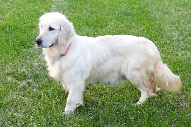 golden retriever standing in grass