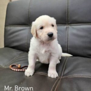 Mr. Brown <h3>Golden Retriever<h3>Male<li>Ready July 19, 2025