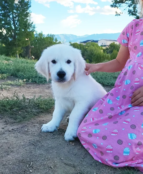 golden retriever puppy