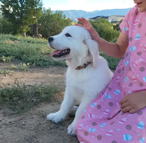 golden retriever next to girl