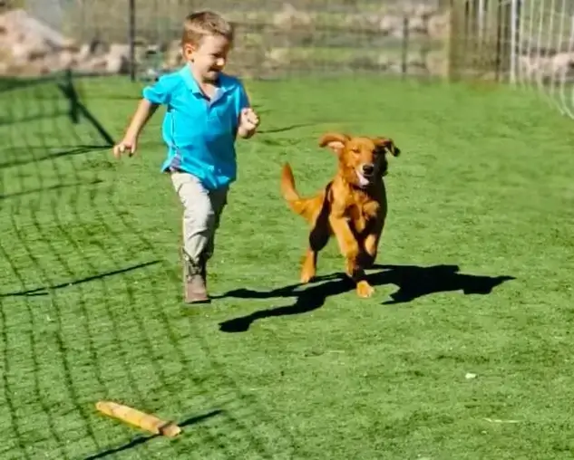 golden retriever playing with child