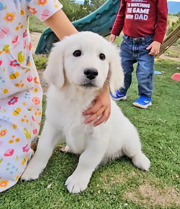 golden retriever puppy sitting