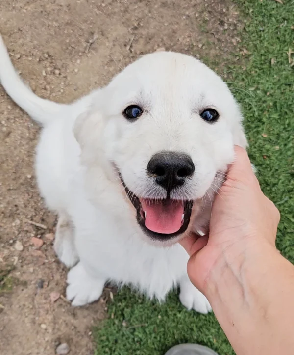 cream golden retriever puppy