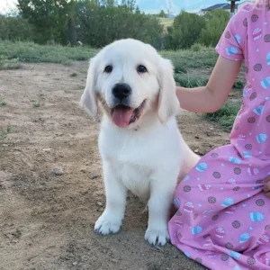 golden retriever puppy mr orange