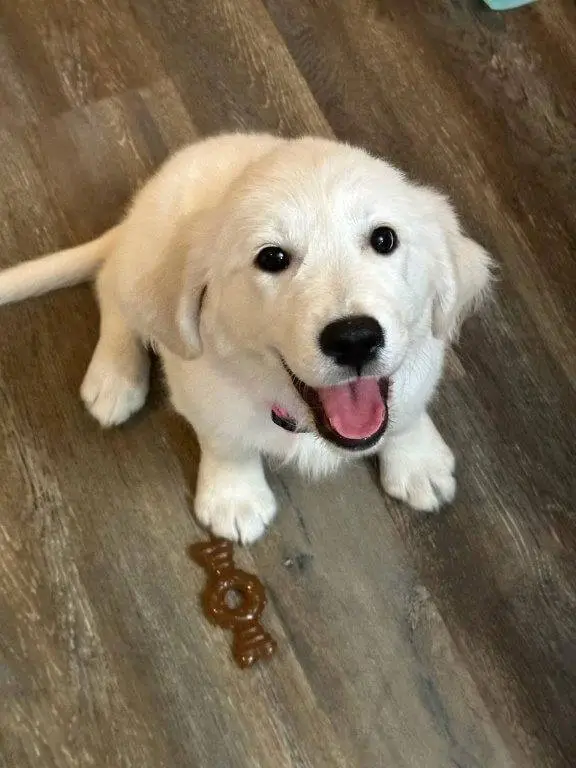 The Joyful Benefits of Owning a Golden Retriever puppy