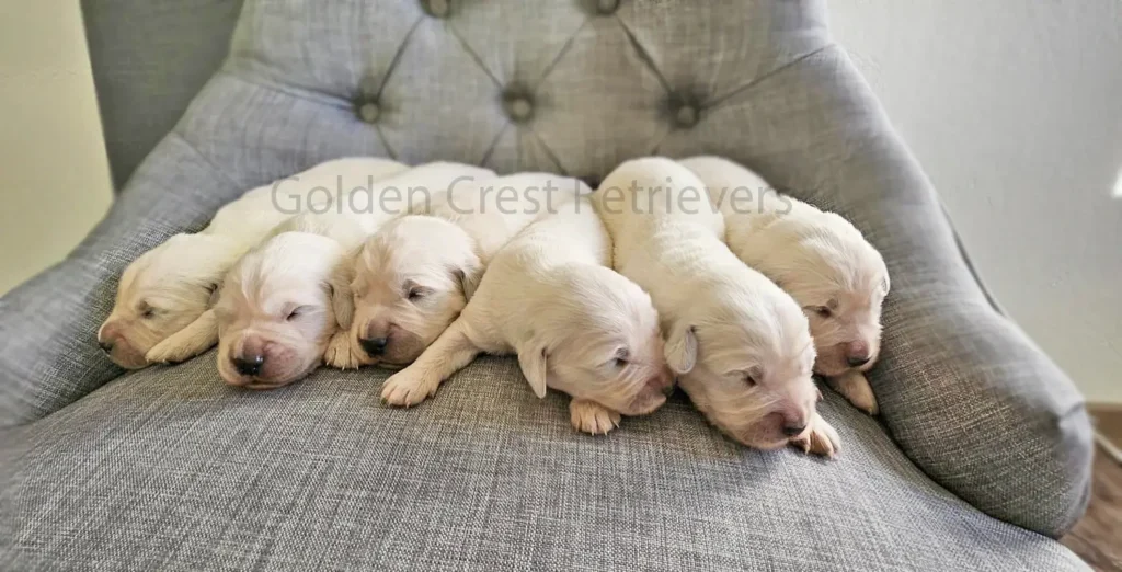 golden retriever puppies for sale