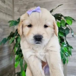 golden retriever with purple bow