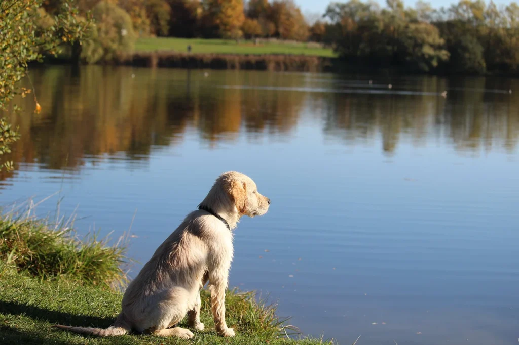 golden retriever by pond