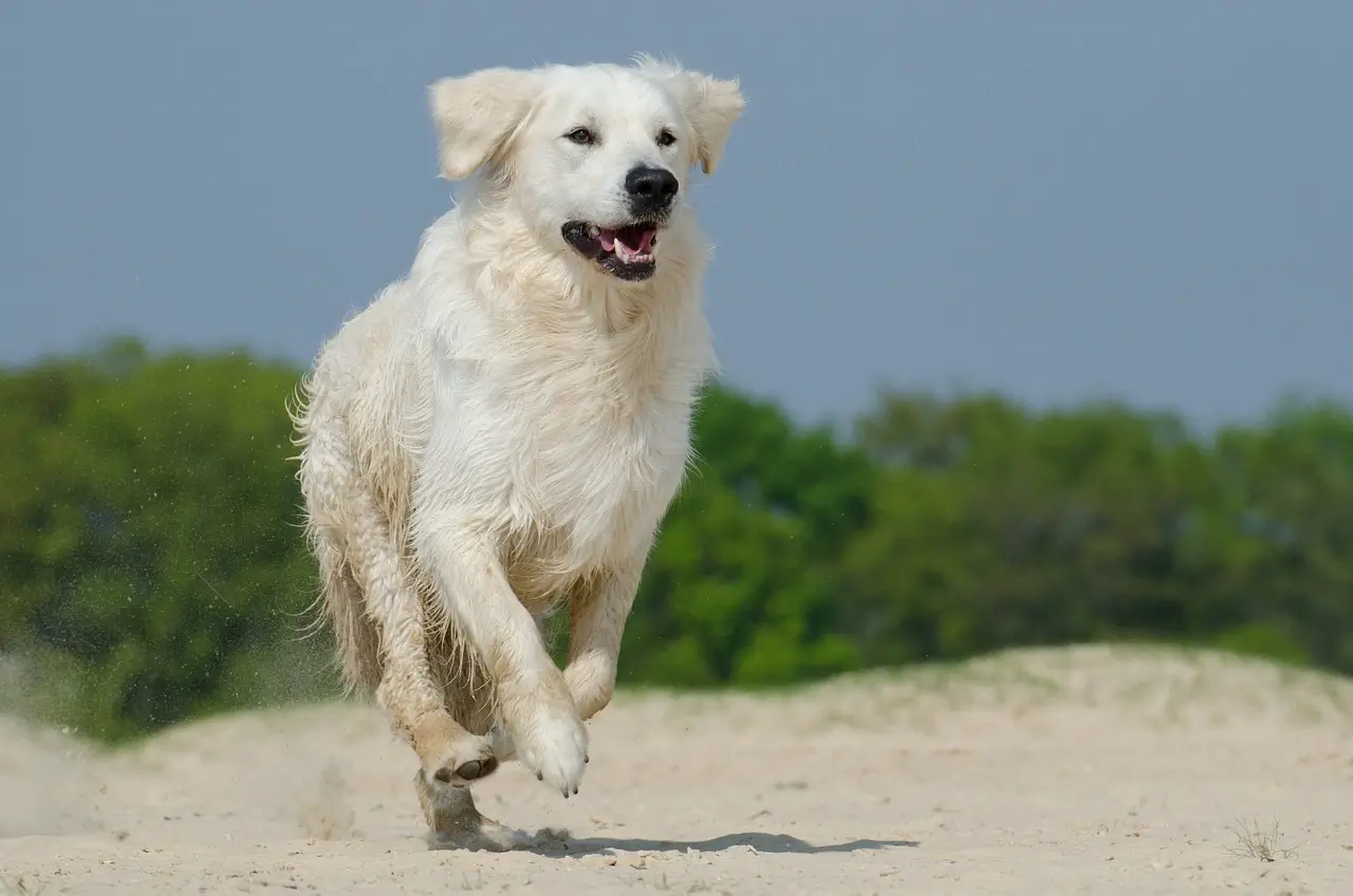 cream golden retriever exercising