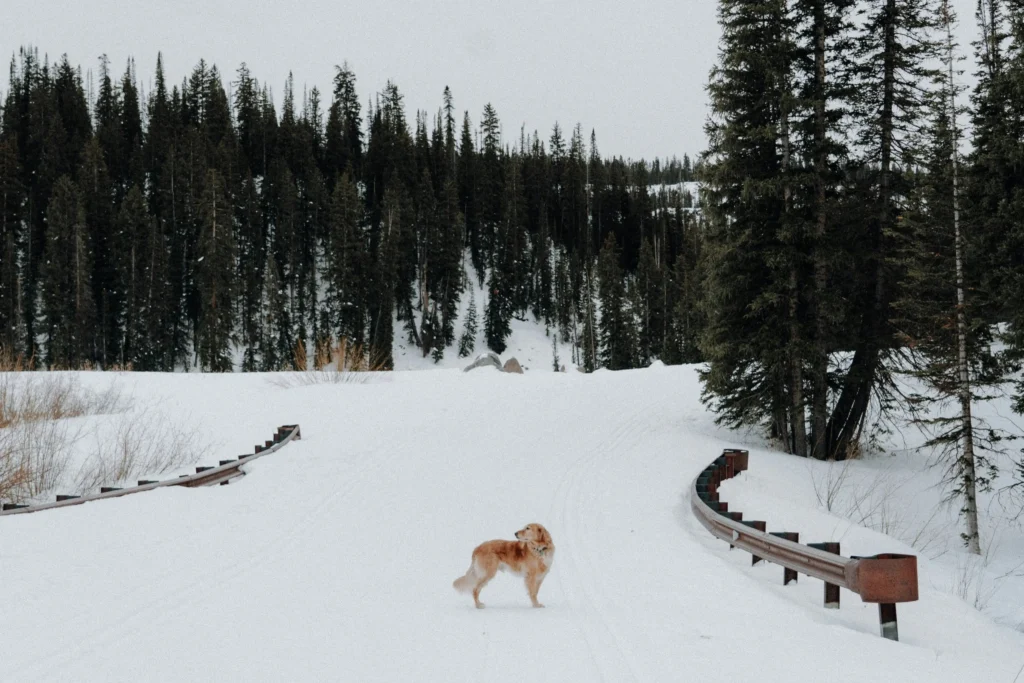 golden retriever in snow by forest